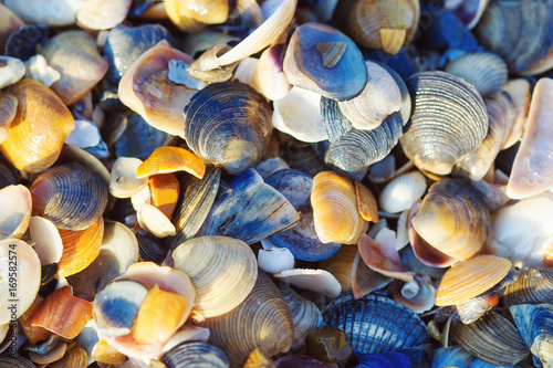 Closeup seashells background  summer holidays concept