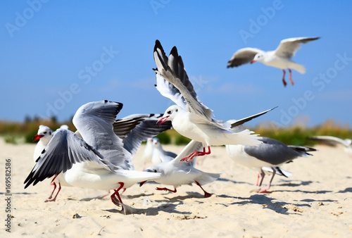flock of sea gulls in flight on a sandy beach