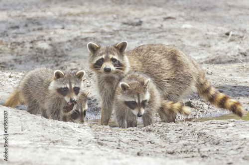 Raccoon Family © RIck