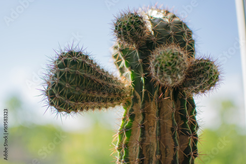 Cactus