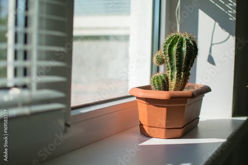 Cactus