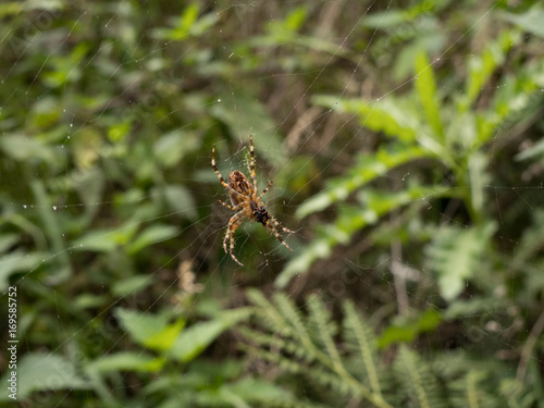 spider in its web net © klickit24