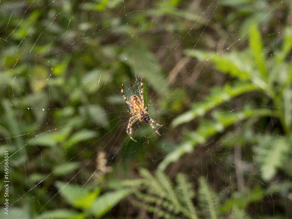 spider in its web net spider in its web net