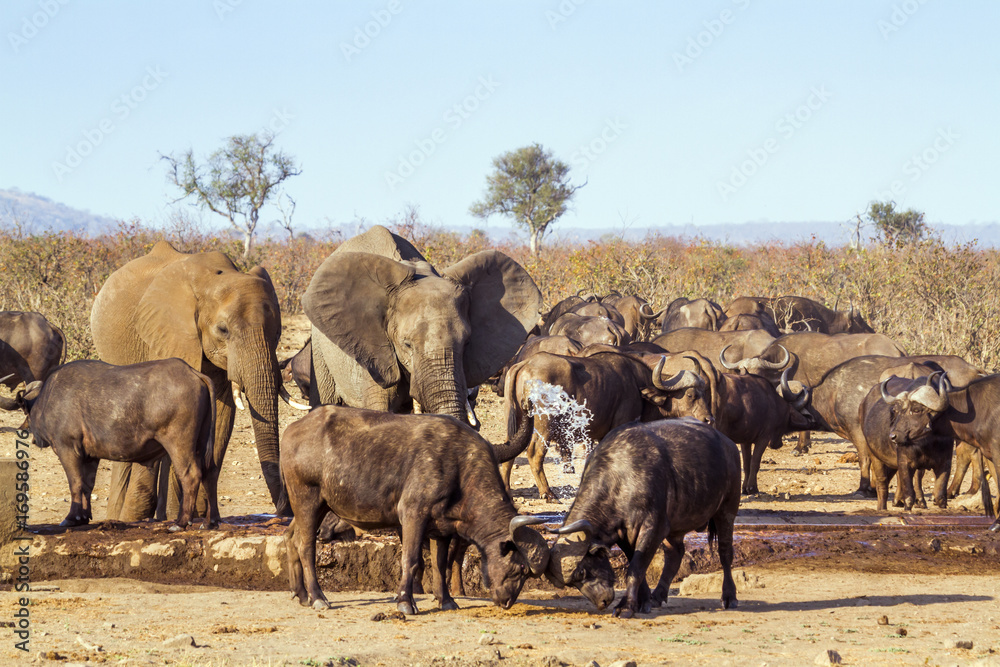 African bush elephant in Kruger National park, South Africa African bush elephant in Kruger National park, South Africa
