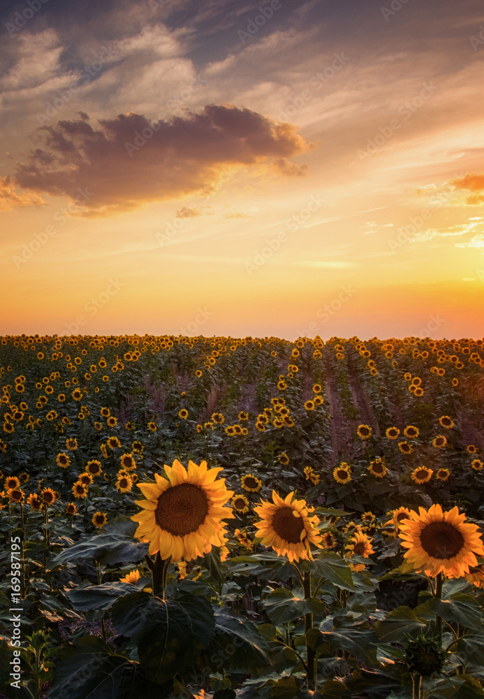Obraz premium A Summer Evening In Colorado