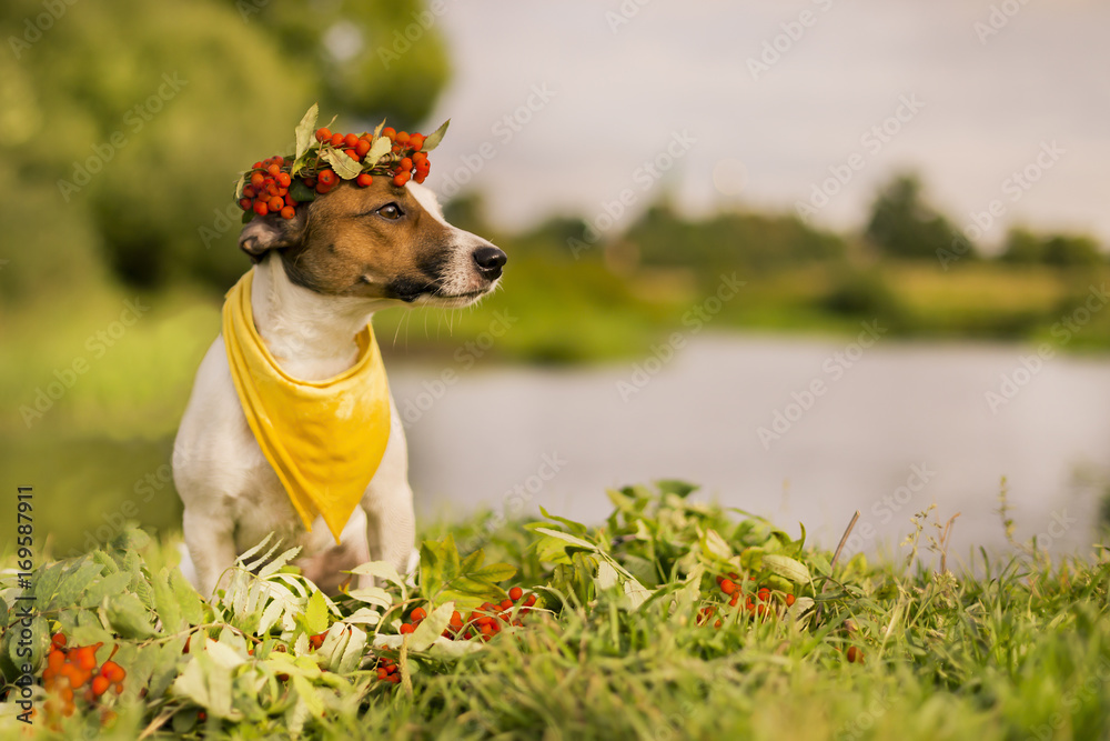 Jack Russell with a wreath on the head of ash, autumn Jack Russell with a wreath on the head of ash, autumn