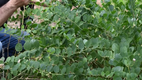 Capparis spinosa Câprier Capperi Plant Trnoviti kapar video 續隨子 山柑屬 Caper Kapers plante Pianta Echte Kapernstrauch Planta Alcaparro Cappero Каперсы колючие  Kapris Cucunci  צלף קוצני