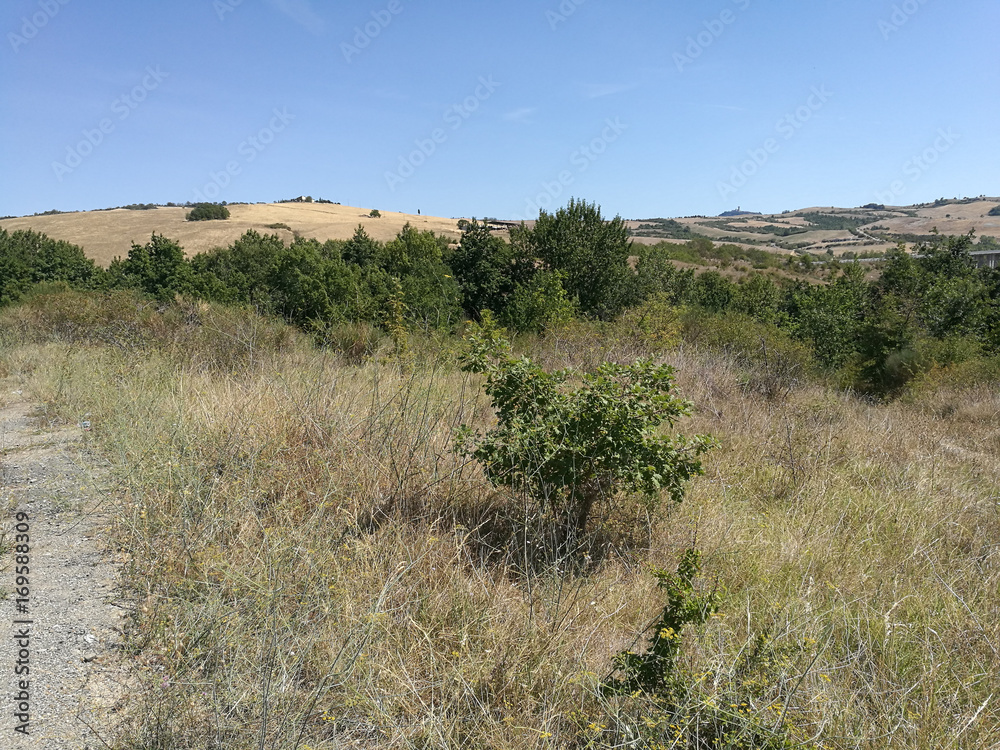 Field cultivated with olive trees in tuscany Field cultivated with olive trees in tuscany