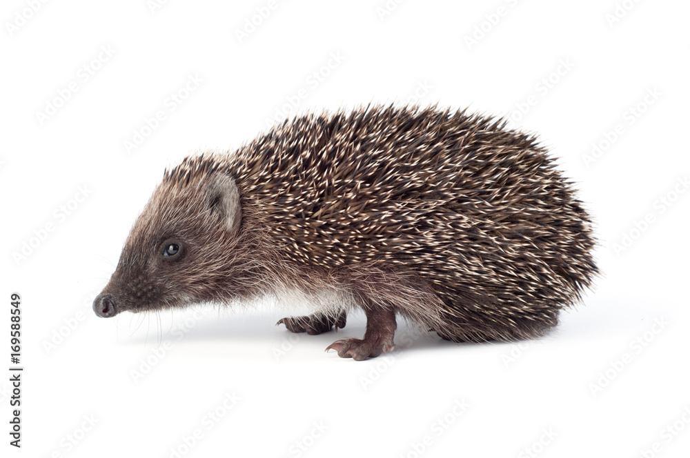 Small hedgehog on a white background Small hedgehog on a white background