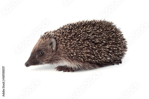 Small hedgehog on a white background