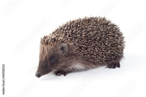 Small hedgehog on a white background