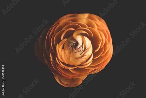 Single Ranunculus Flower From Above