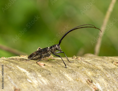 White-spotted Sawyer