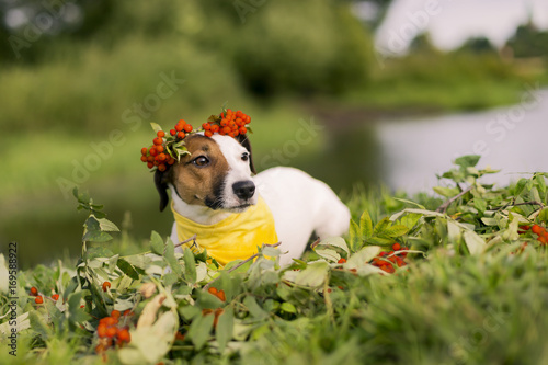 Jack Russell with a wreath on the head of ash, autumn photo