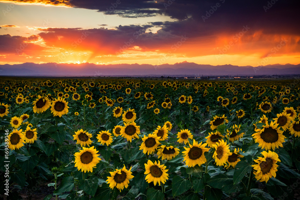 Obraz premium Sunset In Colorado Is Paradise