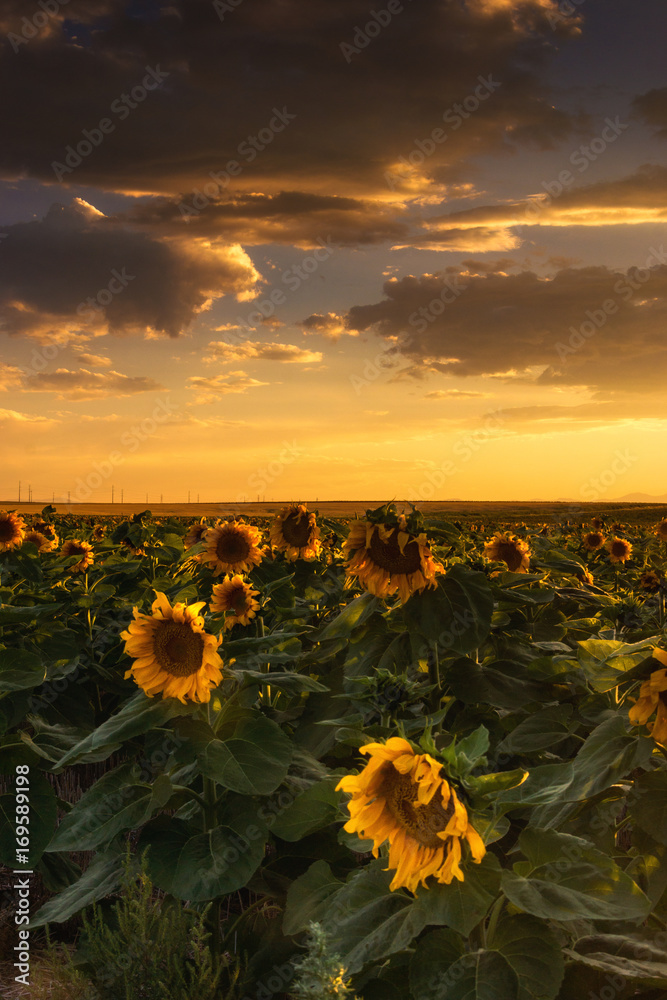 Obraz premium The Golden Sky