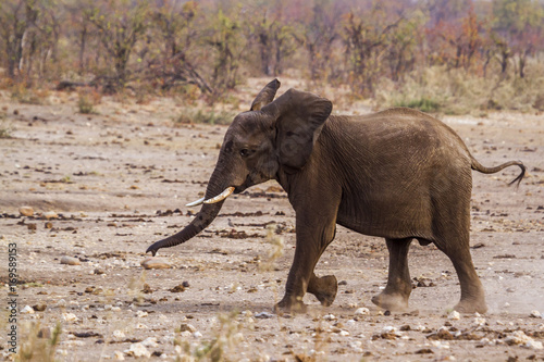 African bush elephant in Kruger National park  South Africa