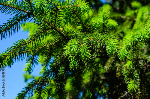 Young fir tree needles