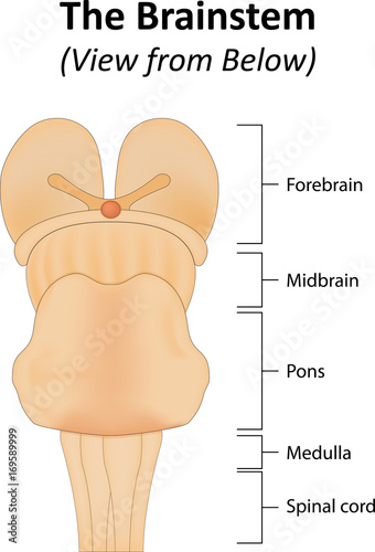 The Brainstem