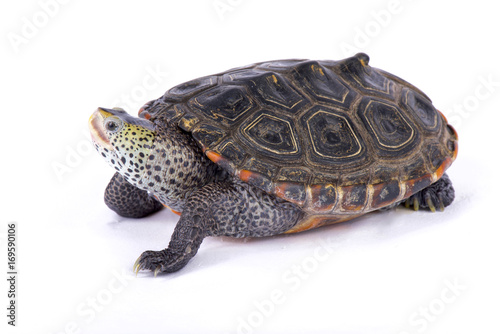 Texas Diamondback terrapin, Malaclemys terrapin littoralis photo