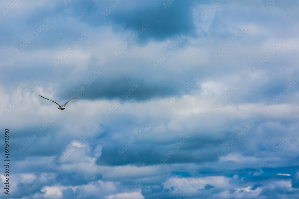 Möwe fliegt in blauen Wolken Himmel Möwe fliegt in blauen Wolken Himmel