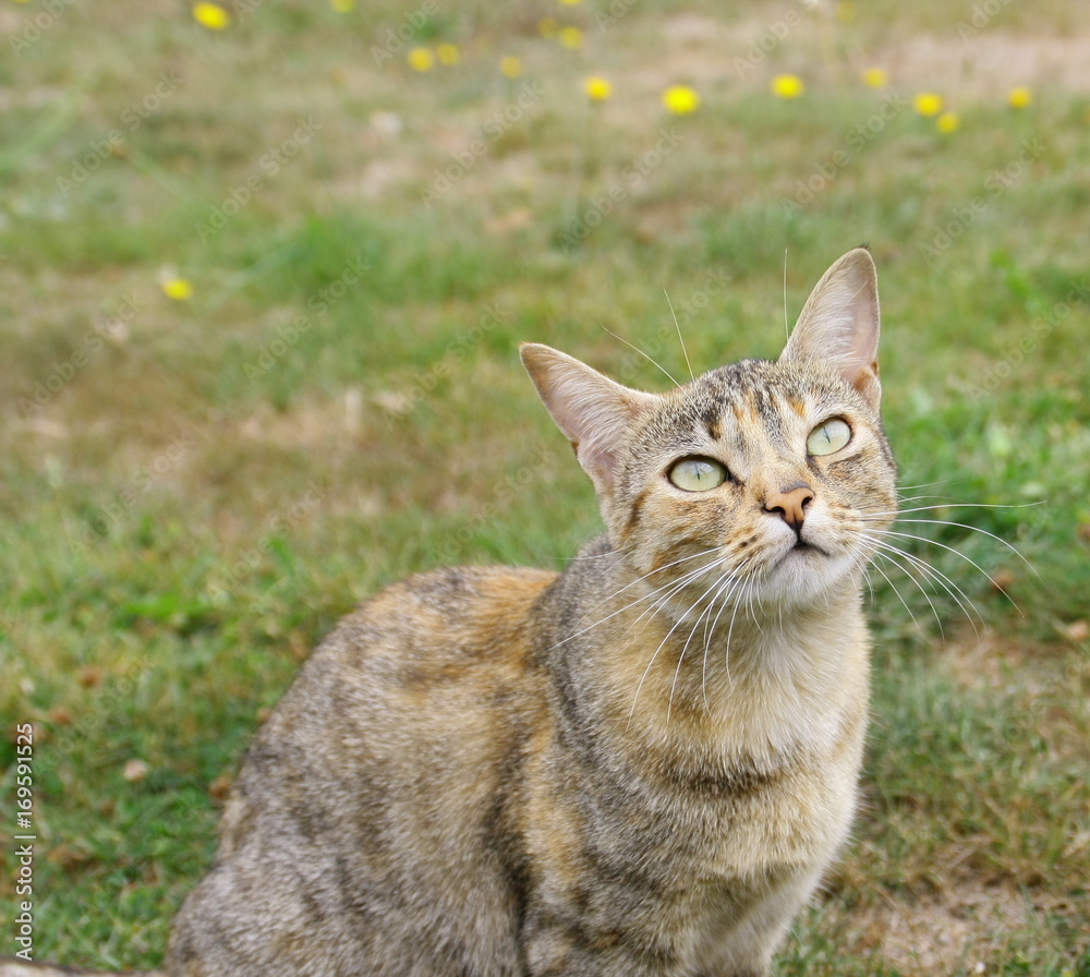 portrait de chat dans le jardin,regardant le ciel portrait de chat dans le jardin,regardant le ciel