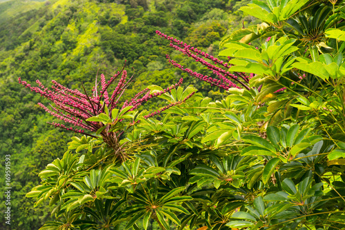 Purple Flowers in the Rain Forest, O'ahu, Hawaii
