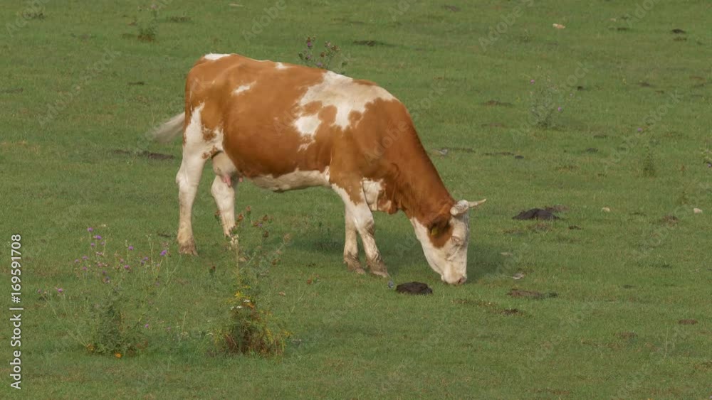 White wagtails walking amongst herd of cattle White wagtails walking amongst herd of cattle