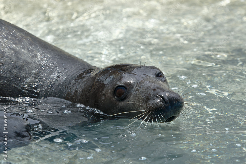 Obraz premium Lobo marino sudamericano (Otaria flavescens)