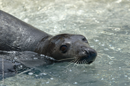 Lobo marino sudamericano (Otaria flavescens)