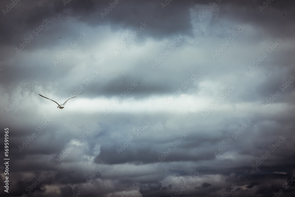 Möwe fliegt in grauen Wolken Himmel (Vignette)