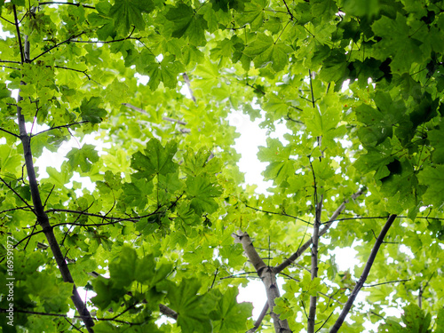 Maple tree canopy from below
