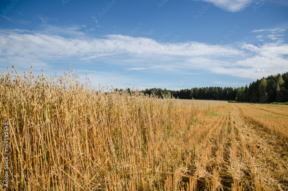 Oat field in the middle of harvesting