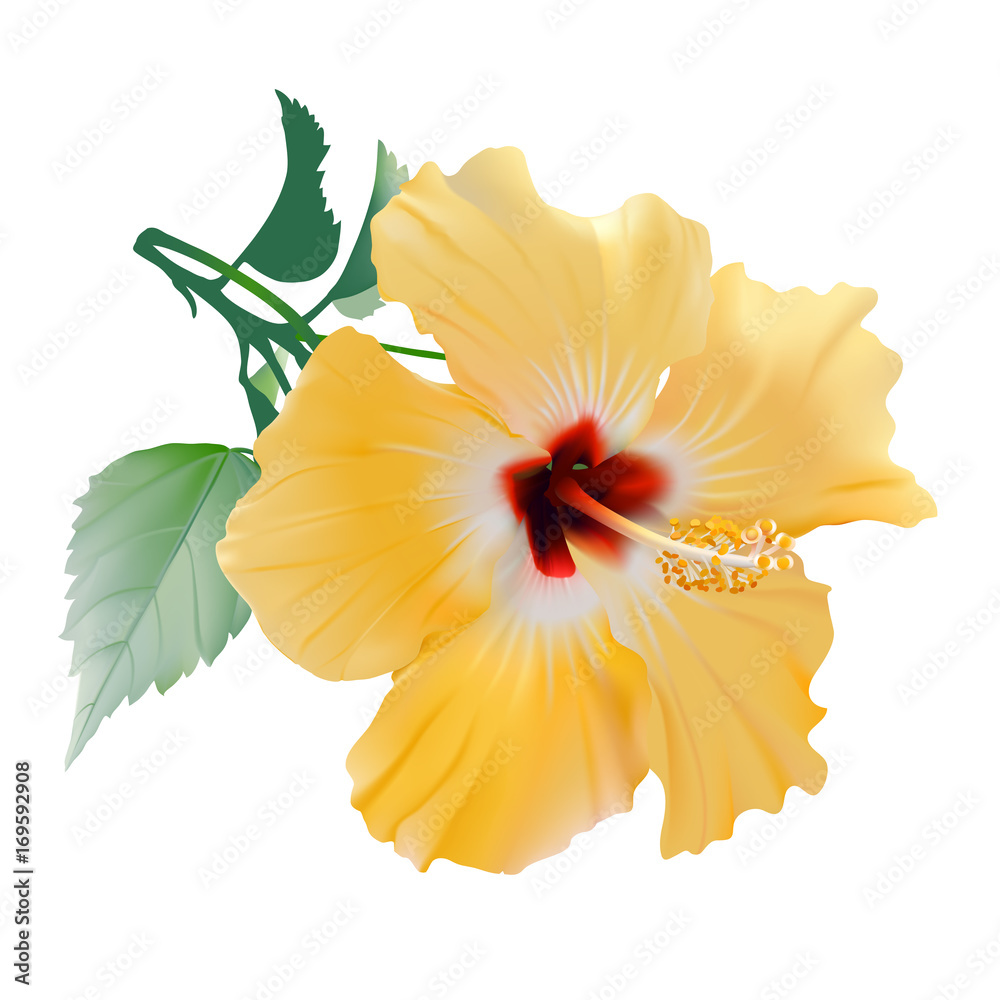 Tampa Bay Rays Brown Yellow Hibiscus White Background 3D Hawaiian