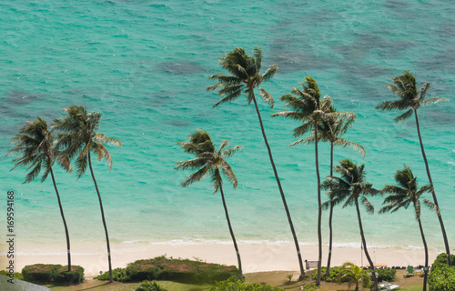 Palm Trees at the Beach of Waimanalo, Hawaii