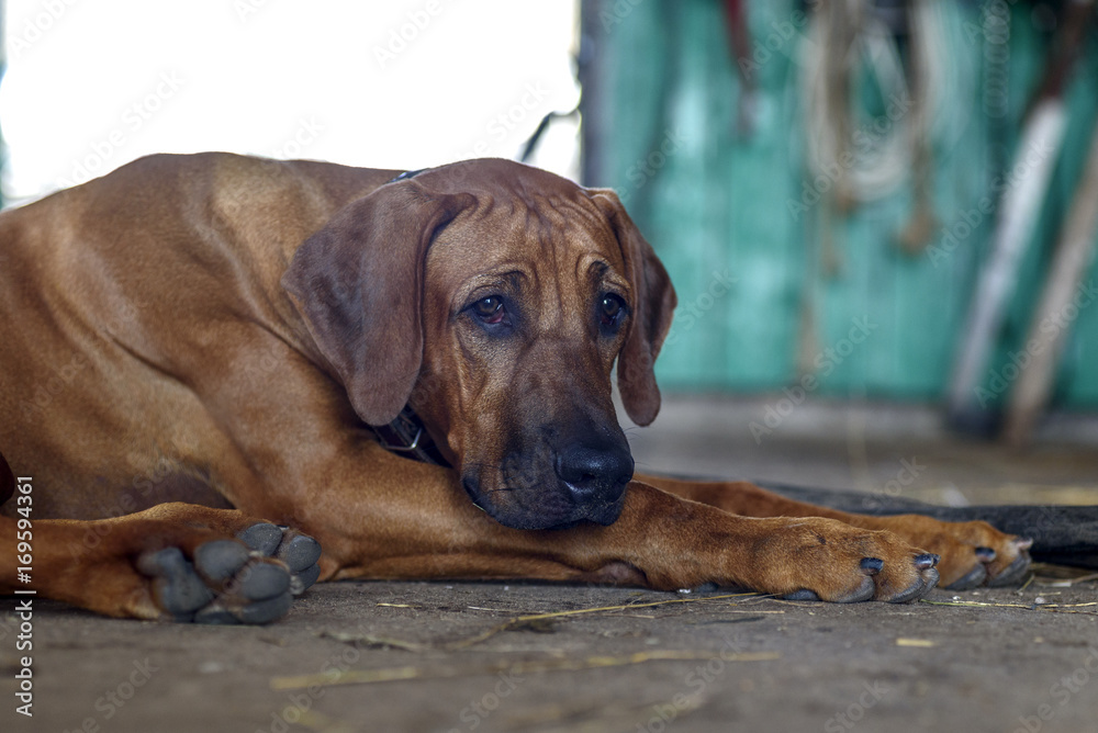 young ridgeback on the farm