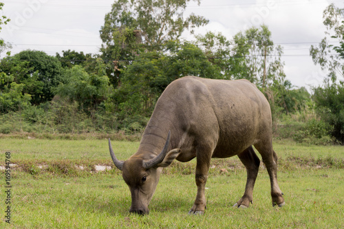 Buffalo