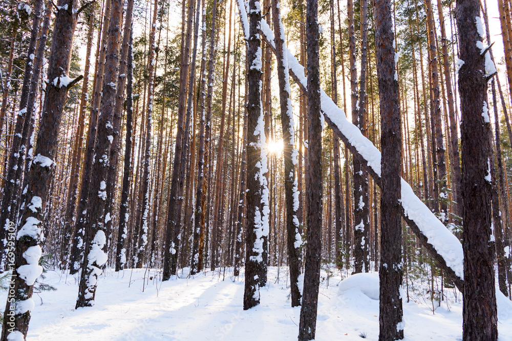 Fototapeta premium Winter road in the coniferous forest
