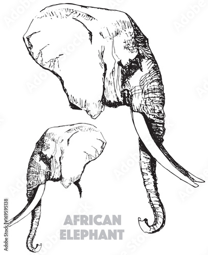 Vector illustration of an African elephant head in pen and ink style, black and white line art