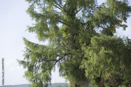 Cypress Tree at the Lake