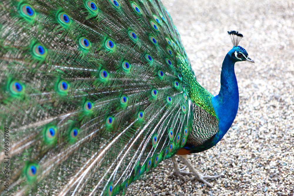 Obraz premium a vibrant peacock strutting