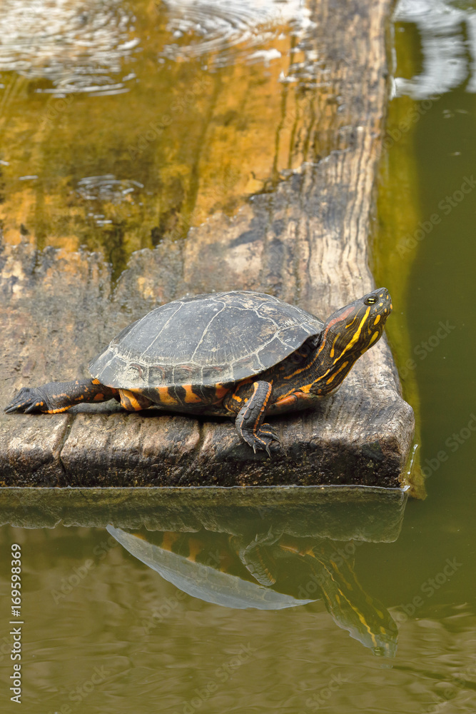 Fototapeta premium Tortuga de orejas rojas (Trachemys scripta elegans)