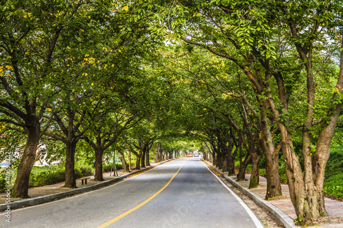 road of tree