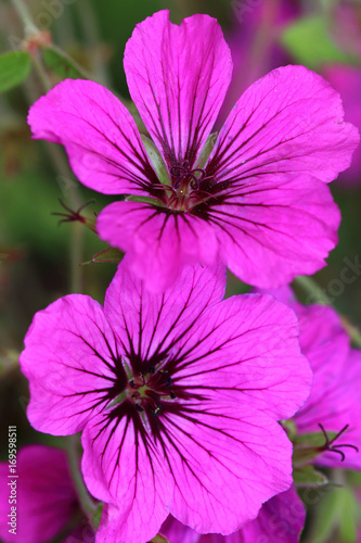 Fototapeta Naklejka Na Ścianę i Meble -  Geranium psilostemon are available in various colors