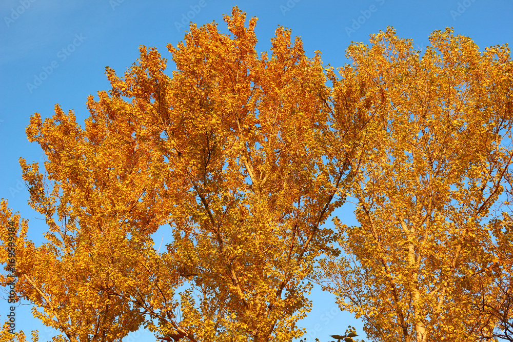 Aspen crown in golden autumn foliage against blue sky Aspen crown in golden autumn foliage against blue sky