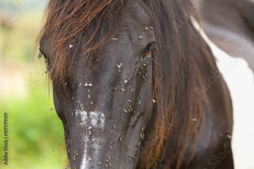 A horse plagued by flies.