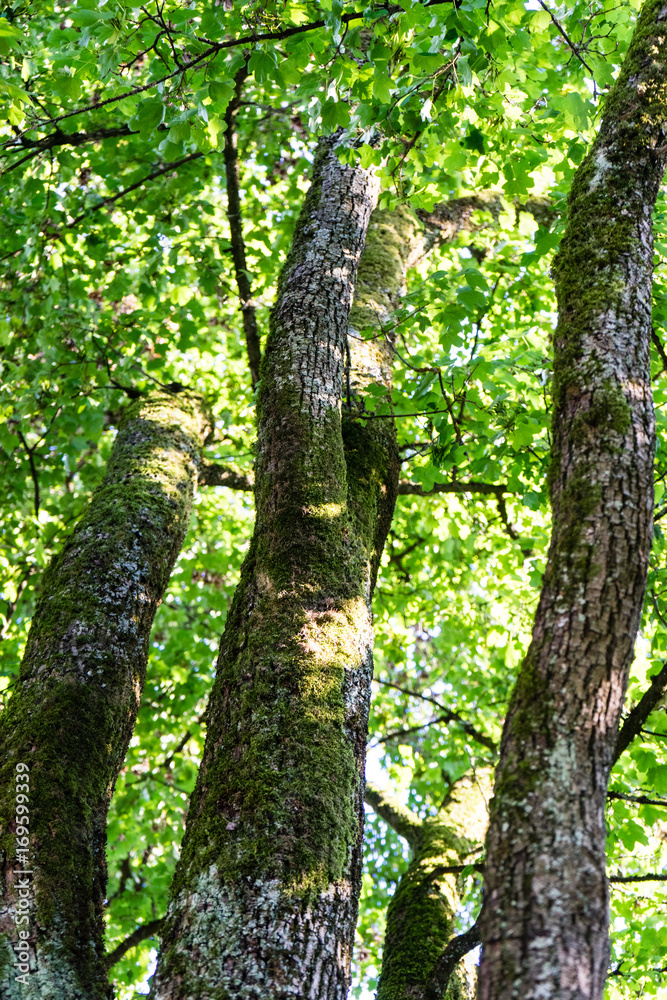 Obraz premium tree trunk close up with leaf and light shinging through