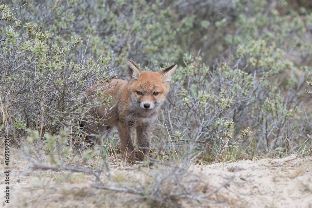 Fototapeta premium Fox cub