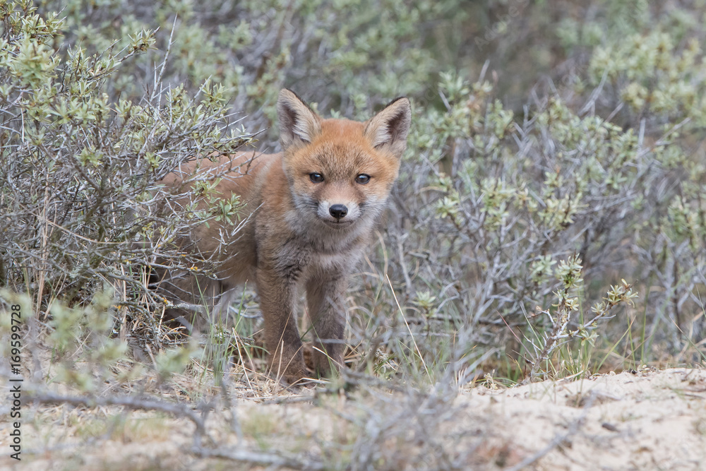 Fox cub Fox cub