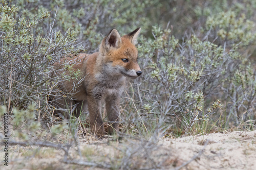 Fox cub © Mariska